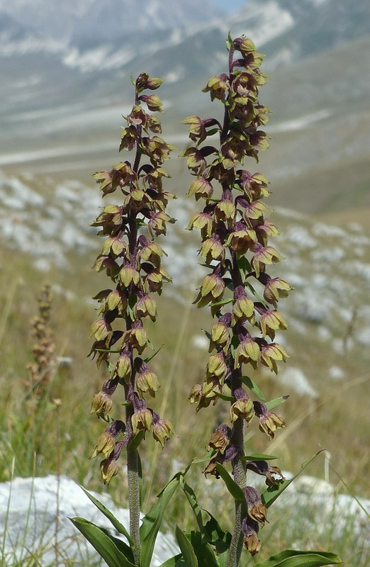 Le belle Epipactis sulle praterie di Campo Imperatore (AQ)  luglio 2025.